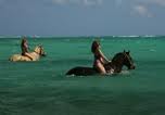 horseback riding falmouth jamaica